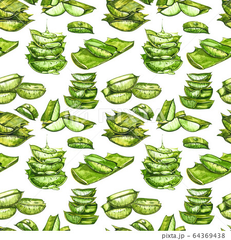 Aloe Vera plant on white Background. Watercolor agave, aloe vera,succulent, green plant. Botanical watercolor illustration of Aloe Vera. Seamless patterns. Aloe Vera plant on white Background. Watercolor agave, aloe vera,succulent, green plant. Botanical watercolor illustration of Aloe Vera. Seamless patterns. 64369438