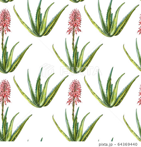 Aloe Vera plant on white Background. Watercolor agave, aloe vera,succulent, green plant. Botanical watercolor illustration of Aloe Vera. Seamless patterns. Aloe Vera plant on white Background. Watercolor agave, aloe vera,succulent, green plant. Botanical watercolor illustration of Aloe Vera. Seamless patterns. 64369440