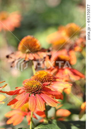 エキナセア　アドーブオレンジ 64370077