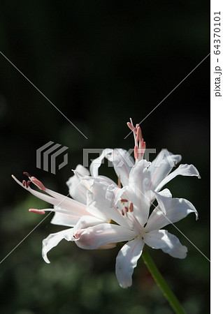 ネリネ ダイヤモンドリリー ネリネ ダイヤモンドリリー 64370101