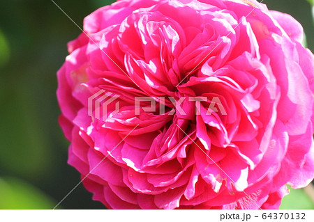 バラ レッド レオナルド ダ ヴィンチ バラ レッド レオナルド ダ ヴィンチ 64370132