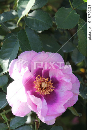 バラ　アイズ フォーユー 64370133