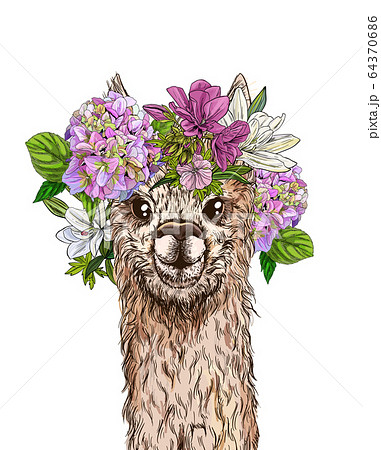 Cute alpaca with flower wreath on its head, full color 64370686