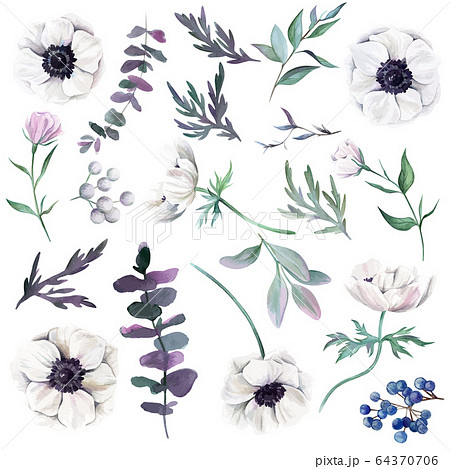 Set Of Watercolor Anemones With Leaves Berriesのイラスト素材