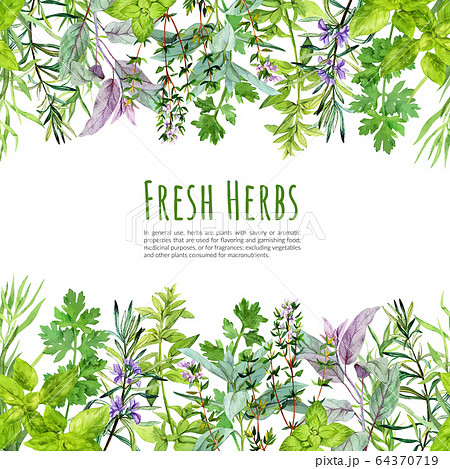 Seamless borders with watercolor kitchen herbs and plants 64370719
