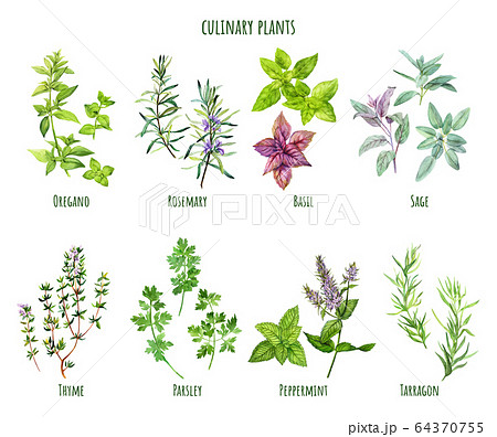 Set of watercolor cooking herbs, mediterranean cuisine 64370755