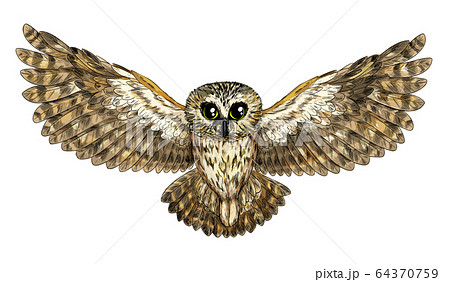 Cute Flying Owl Full Color Sketch Hand Drawnのイラスト素材