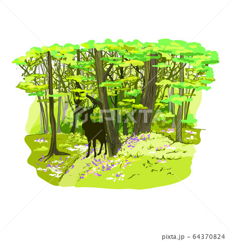 Spring forest full of flowers and fresh green grass Spring forest full of flowers and fresh green grass 64370824