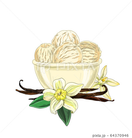 Bowl with ice cream, vanilla flowers and beans Bowl with ice cream, vanilla flowers and beans 64370946