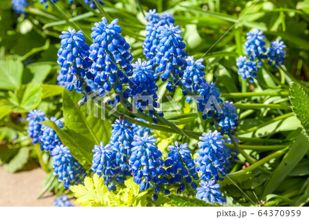 Russia. Saint-Petersburg. In may, mouse hyacinth bloomed in flower beds in city courtyards and gardens in may. Russia. Saint-Petersburg. In may, mouse hyacinth bloomed in flower beds in city courtyards and gardens in may. 64370959