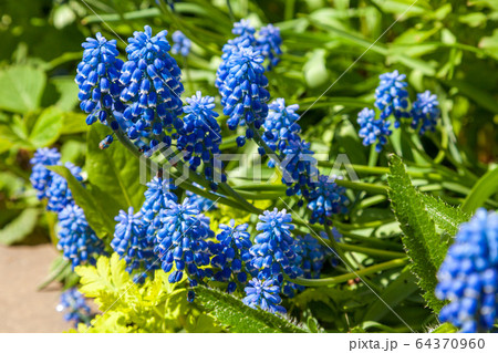 Russia. Saint-Petersburg. In may, mouse hyacinth bloomed in flower beds in city courtyards and gardens in may. Russia. Saint-Petersburg. In may, mouse hyacinth bloomed in flower beds in city courtyards and gardens in may. 64370960