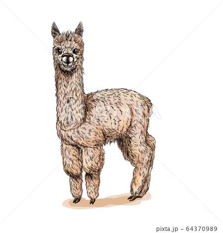 Cute Standing Alpaca Full Color Sketch Drawnのイラスト素材