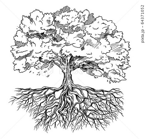 Spreading Tree With Leaves And Rootage Hand Drawn Stock Illustration