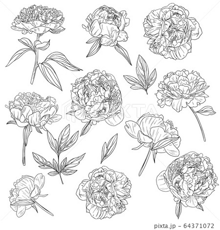 Peonies And Leaves Botanical Set Of Flowers のイラスト素材