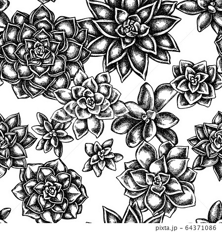 Seamless pattern with black and white succulent echeveria 64371086