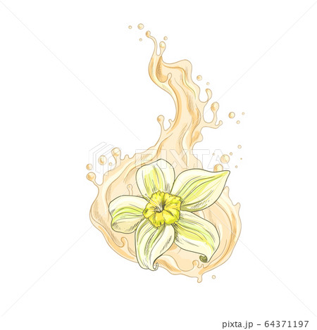 Vanilla flower falling into the creamy liquid 64371197