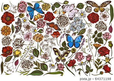 Vector set of hand drawn colored shepherd's purse, heather, iris japonica, sakura, gypsophila, chamomile, almond, poppy flower, calendula, menelaus blue morpho, blue morpho, lemon butterfly, red 64371198