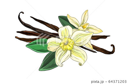 Vanilla beans with flowers and leaves, full color sketch 64371203