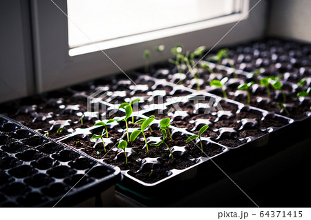 Cucumbers, pumpkin, watermelon seedling growing in cultivation tray. 64371415