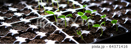 Cucumbers, pumpkin, watermelon seedling growing in cultivation tray. Web banner size 3 in 1 crop 64371416