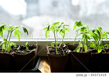 Cucumbers, pumpkin, watermelon seedling growing in cultivation tray. 64371419