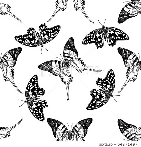 Seamless pattern with black and white giant swordtail, lemon butterfly 64371497