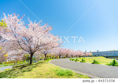 東京の春 瑞光橋公園の桜並木 東京の春 瑞光橋公園の桜並木 64371556