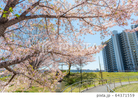 東京の春 瑞光橋公園の桜並木 東京の春 瑞光橋公園の桜並木 64371559