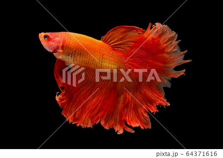 Light red betta fish, Siamese fighting fish was isolated on black background. 64371616