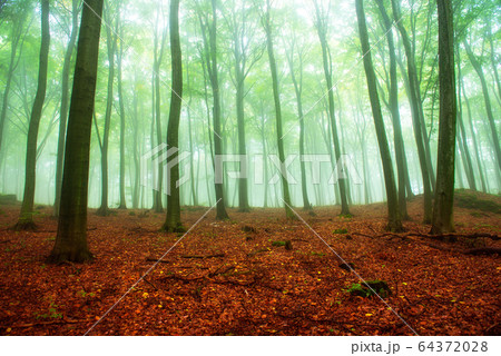 Foggy morning in green forest Foggy morning in green forest 64372028