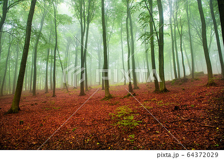 Foggy morning in green forest 64372029