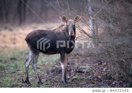 Moose/ Elk (Alces alces) close up 64372143