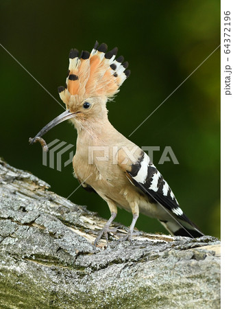 Eurasian Hoopoe or Common hoopoe (Upupa epops) Eurasian Hoopoe or Common hoopoe (Upupa epops) 64372196