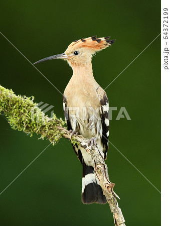 Eurasian Hoopoe or Common hoopoe (Upupa epops) Eurasian Hoopoe or Common hoopoe (Upupa epops) 64372199