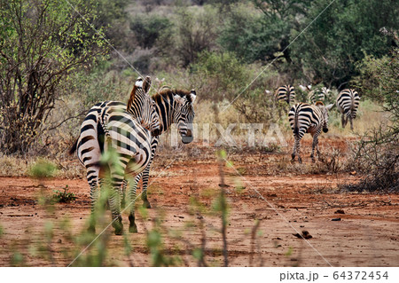 Photo of a herd of Zebras on a safari going 64372454