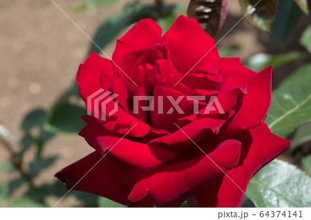 赤いバラの花 64374141