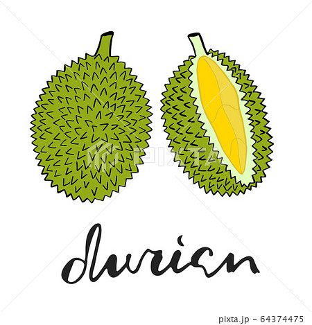 Vector Painting Green Durian Whole Fruit And のイラスト素材