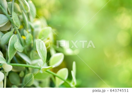 Green leaves in garden on natural background 64374551