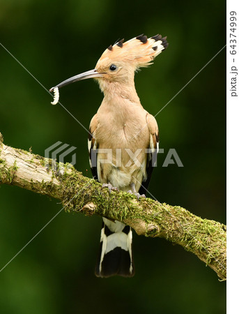 Eurasian Hoopoe or Common hoopoe (Upupa epops) 64374999