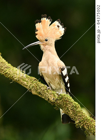 Eurasian Hoopoe or Common hoopoe (Upupa epops) 64375002