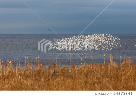 Flock of Dunlin 64375341
