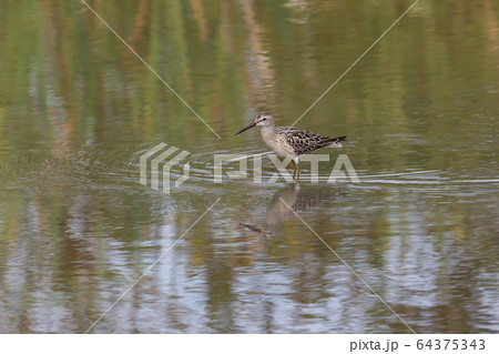 Stilt Sandpiper bird Stilt Sandpiper bird 64375343