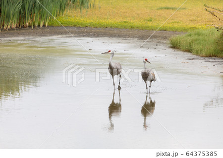 Sandhill crane bird 64375385