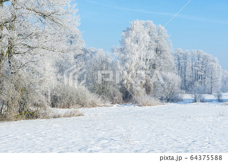 Beautiful winter landscape with hoarfrost on trees 64375588