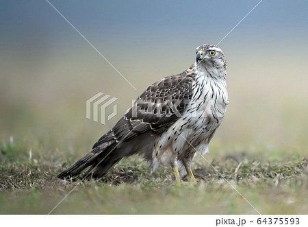 Northern goshawk (Accipiter gentilis) close up 64375593
