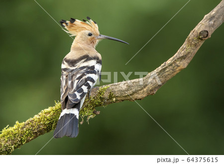 Eurasian Hoopoe or Common hoopoe (Upupa epops) Eurasian Hoopoe or Common hoopoe (Upupa epops) 64375615