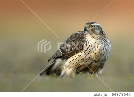 Northern goshawk (Accipiter gentilis) close up 64375640