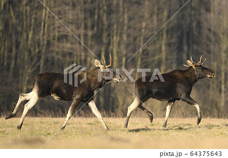 Moose/ Elk (Alces alces) close up 64375643