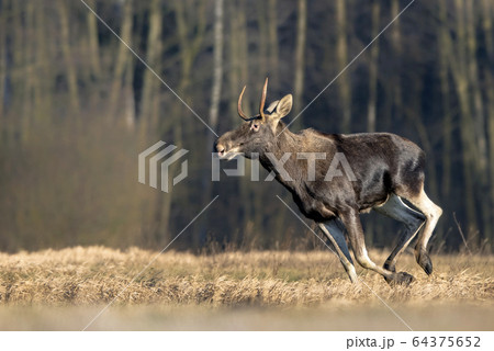 Moose/ Elk (Alces alces) close up 64375652