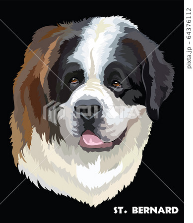 St Bernard Colorful Vector Portraitのイラスト素材